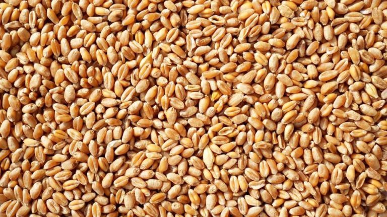 Du blé à la farine, moudre à la meule de pierre.